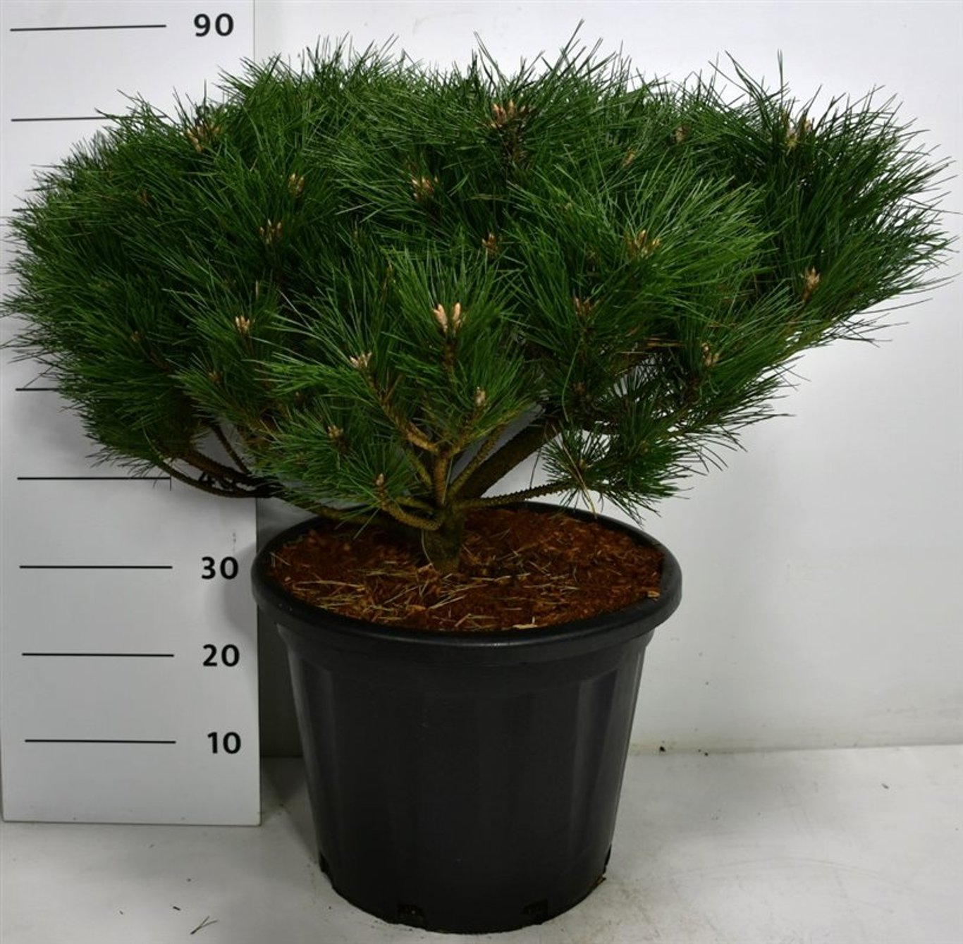 Pinus nigra 'Pierrick Brégeon' - C45 70-80 CM